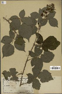 spécimen de Rubus halacsyi