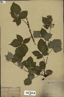 spécimen de Rubus halacsyi