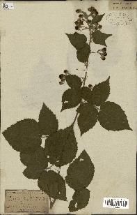 spécimen de Rubus halacsyi
