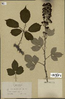 spécimen de Rubus disjunctifolius