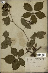 spécimen de Rubus gratus