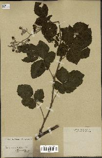 spécimen de Rubus dilatatus