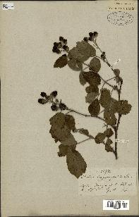 spécimen de Rubus corylifolius