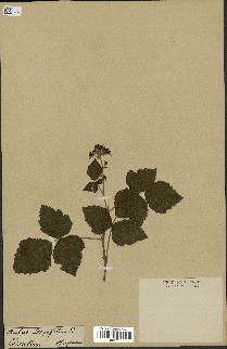 spécimen de Rubus corylifolius