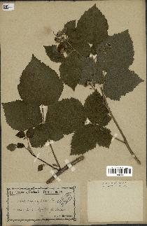 spécimen de Rubus corylifolius