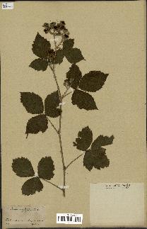 spécimen de Rubus corylifolius