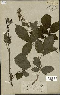 spécimen de Rubus corylifolius