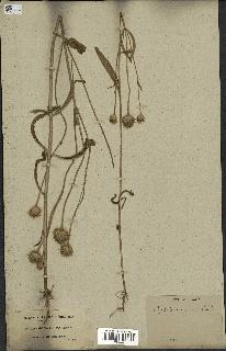 spécimen de Cephalaria syriaca