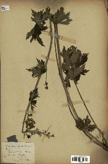 spécimen de Aconitum lycoctonum