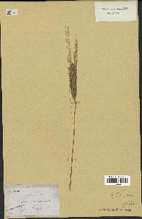 spécimen de Triticum monococcum