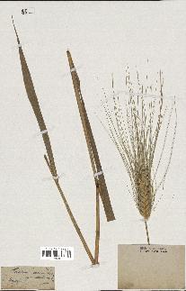 spécimen de Triticum durum