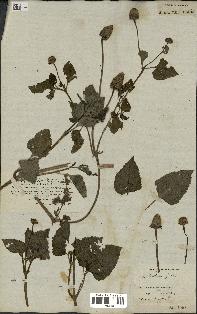 spécimen de Spilanthes acmella