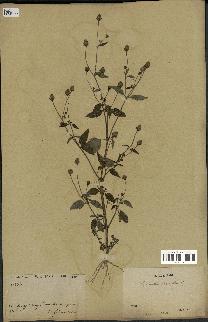spécimen de Spilanthes acmella