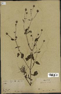 spécimen de Spilanthes acmella