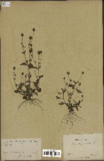 spécimen de Spilanthes acmella