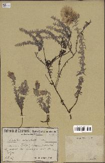 spécimen de Lucilia acutifolia