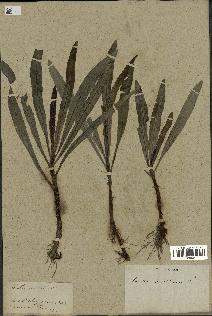 spécimen de Sonchus maritimus