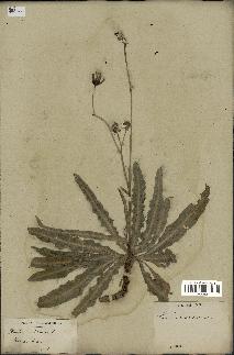 spécimen de Sonchus maritimus