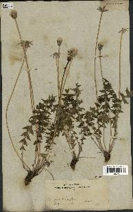 spécimen de Hyoseris radiata
