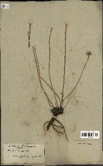spécimen de Hyoseris radiata