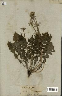 spécimen de Hyoseris radiata