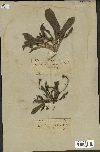 spécimen de Hedypnois cretica