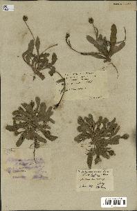 spécimen de Hedypnois cretica
