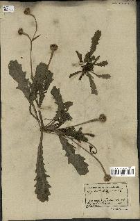 spécimen de Hedypnois cretica