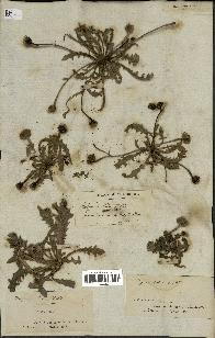 spécimen de Hedypnois cretica