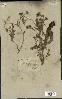 spécimen de Hedypnois cretica