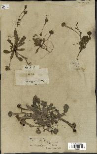 spécimen de Hedypnois cretica