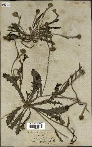 spécimen de Hedypnois cretica