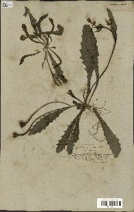 spécimen de Hedypnois cretica