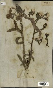 spécimen de Picris aculeata