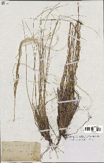 spécimen de Stipa pennata