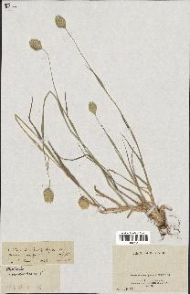 spécimen de Phalaris brachystachys