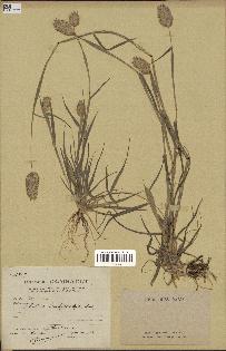 spécimen de Phalaris brachystachys