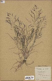 spécimen de Eragrostis pectinacea