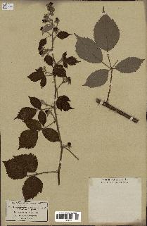 spécimen de Rubus thyrsiflorus