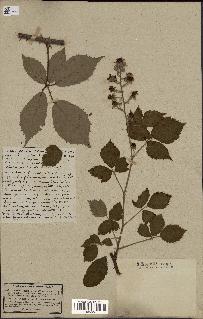 spécimen de Rubus thyrsiflorus