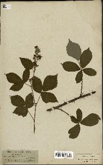 spécimen de Rubus thyrsiflorus