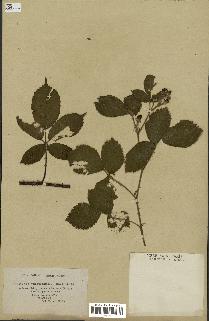 spécimen de Rubus thyrsiflorus