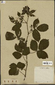 spécimen de Rubus thyrsiflorus