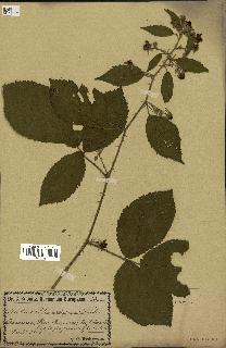 spécimen de Rubus silvaticus