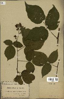 spécimen de Rubus silvaticus