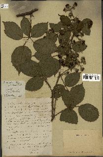 spécimen de Rubus silvaticus