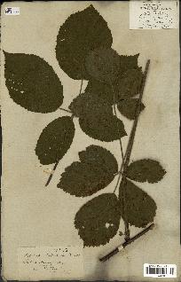 spécimen de Rubus silvaticus