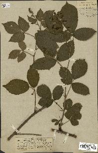 spécimen de Rubus silvaticus