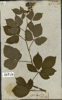 spécimen de Rubus silvaticus