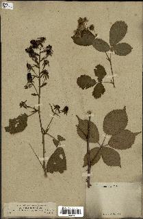 spécimen de Rubus sulcatus